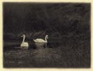 miniature drawing of two swans