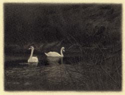 Two Swans - miniature drawing