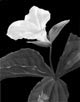 miniature flower trillium