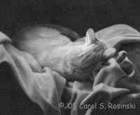 cat zen miniature drawing by carol rosinski