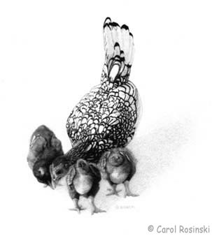 Small scale art of a silver seabright hen with chicks