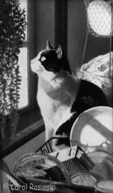 Miniature Realistic Art of a Tuxedo Cat in a Window