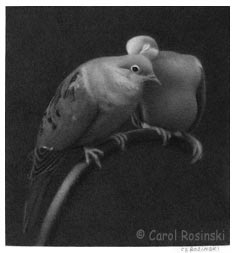 Miniature art of doves by carol rosinski