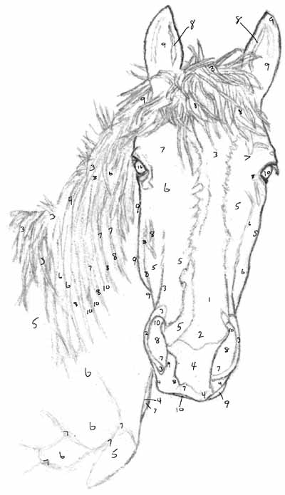 איך מציירים ראש סוס