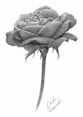 pencil drawings of flowers