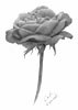 how to draw a flower