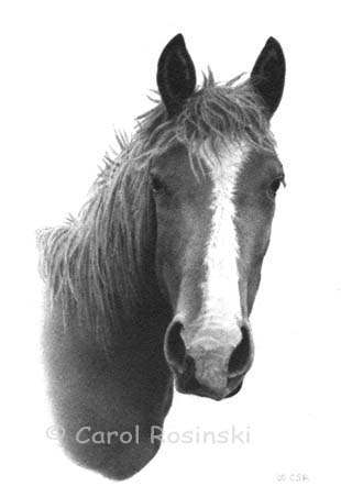 horse drawing pictures. How to Draw a Horse - Getting
