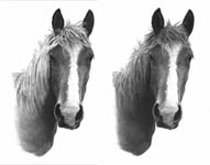 how to draw a horse 6 and 7