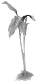Flower Drawing Lesson