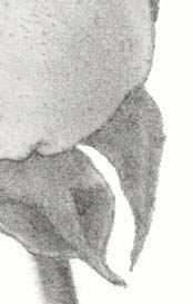 how to draw a rose - step three enlarged