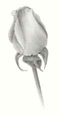 how to draw a rose - step four