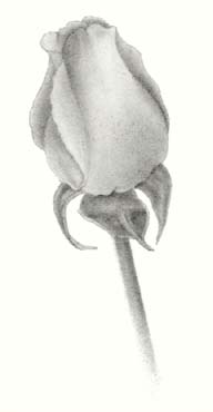 how to draw a rose - step four enlarged