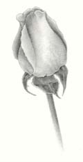 how to draw a rose - step five