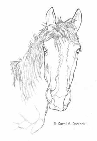 draw horse. How to Draw a Horse - Part One
