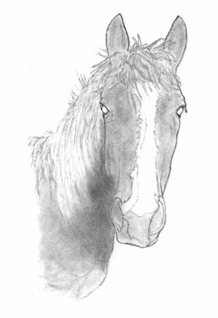 How to Draw a Horse - Part One - Pic Two Put some finely ground graphite on 