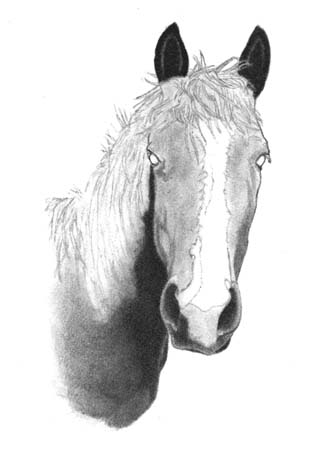 How to Draw a Horse - Part One - Pic Three