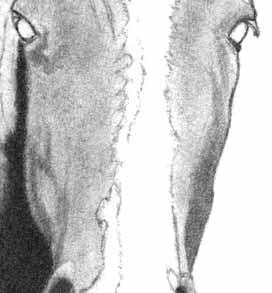 How to Draw a Horse - Part One - Pic Five