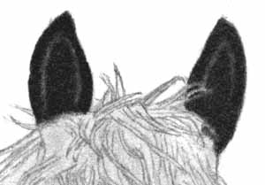 How to Draw a Horse - Part One - Pic Six