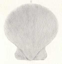 shell step 2