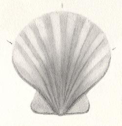 shell step 4