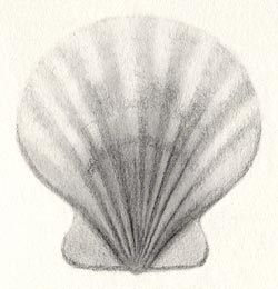 shell step 5