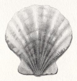 shell step 6