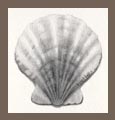 How to Draw a Scallop Shell