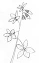 draw a spring beauty wild flower