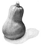 pencil drawing of a squash