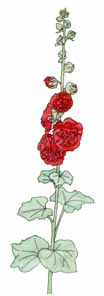 Line drawing with water color - Hollyhock