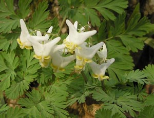 Dutchman's Britches Dutchman's Britches Wild Flower