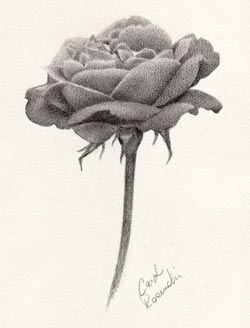 Sketched Rose Sketched Rose
