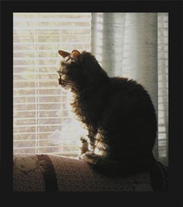Molly In The Window Photo Molly In The Window Photo