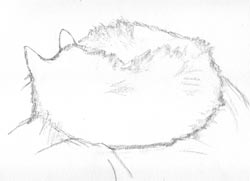 Sketch of My Cat Freddy Sketch of My Cat Freddy