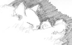 Sketch of My Cat Hazel Sketch of My Cat Hazel