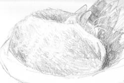 Sketch of My Cat Rusty Sketch of My Cat Rusty