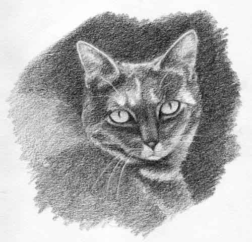 draw cat eyes