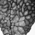 Various Shaped Nodules