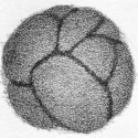 Sphere shape with gradated edge.