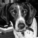 Max The Bluetick Coonhound Max The Bluetick Coonhound