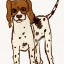 Dot Our Adopted Dog Dot Our Adopted Dog