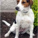 Dot The Bluetick Beagle Mix "She Likes Cats!" Dot The Bluetick Beagle Mix "She Likes Cats!"