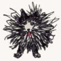 Roscoe The Teacup Pomeranian Roscoe The Teacup Pomeranian