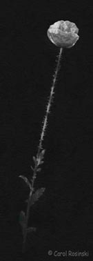 small art flower poppy