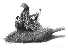 Miniature art of a Silver Seabright hen